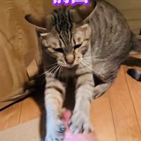 パパさんに猫パンチするキジトラ猫