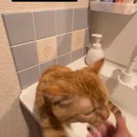 パンチする猫