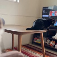 テーブルの上に座る黒猫と、ソファから離れるキジ白猫