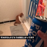 風呂場の前に座る猫