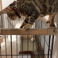 前足でちょんちょん