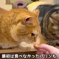 慎重な猫