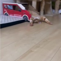 仰向けで寝ている猫