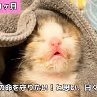 目が開いていない子猫