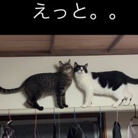 困惑する猫