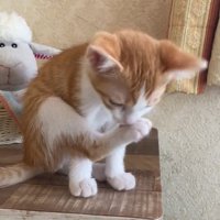 毛づくろいをする猫