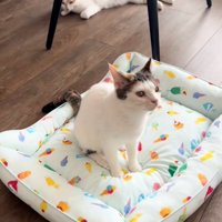 2匹の猫