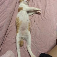 仰向けで寝ている猫