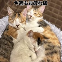 一緒に眠る3匹の三毛猫