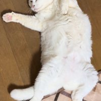 仰向けで寝る猫