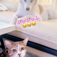 ソファで伏せをしている犬の近くにいる猫