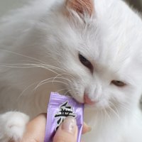 おやつを食べる白猫