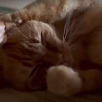 畳の上で寝転ぶ猫