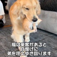 意気揚々と歩く大型犬