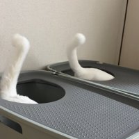 トイレからのぞく猫2匹のしっぽ