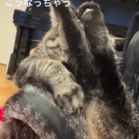 足を上げて顔を完全に隠す猫左からのアングル（抱っこするとこうなっちゃう）