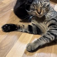 先住猫と遊ぶ子猫
