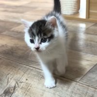 ついてくる子猫