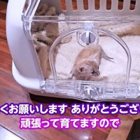 テロップ「よろしくお願いします～」