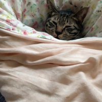 布団の中にいる猫