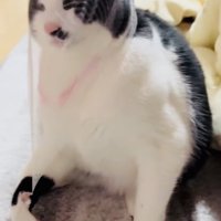 頭に被った排水溝ネットを外そうとする保護猫