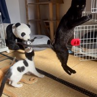 まっすぐ上に飛ぶ黒猫