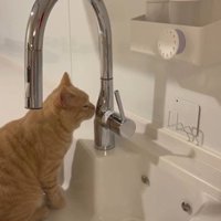 流しに座っている猫