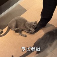 男性の足にしがみついている猫の横を通り過ぎる猫