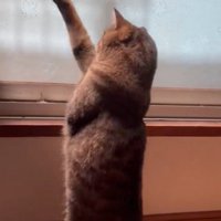立ち上がって前足を伸ばす