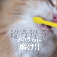 歯を磨かれている猫