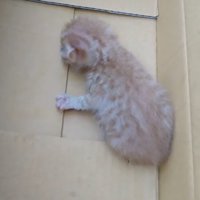 段ボールの中にいる子猫