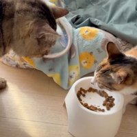 猫たちとごはん皿