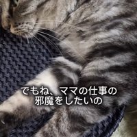 カゴの蓋の上で横になる猫の上半身アップ