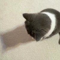 座って床を見ている猫