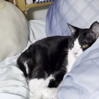 降りる気のないひまわり