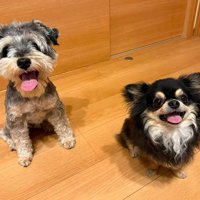 仲良く並ぶ犬2匹