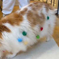 ぽてちくんの横腹