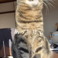 日向ぼっこをするキジトラ猫