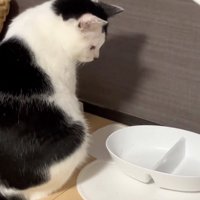 考える猫