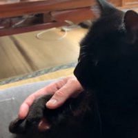 座る猫