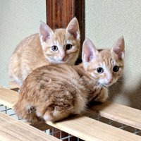 すのこの上に座る2匹の茶トラ子猫