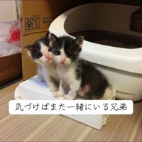 並んで座る2匹の子猫