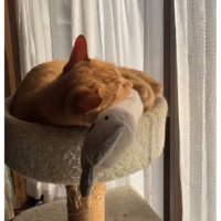 キャットタワーにいる猫