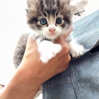 手に抱えられる猫