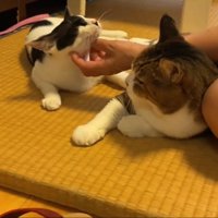 あごを撫でられる猫