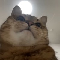 むちむちな顎を持つ猫