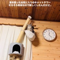 キャットタワーのハンモックで寛ぐサバトラ猫