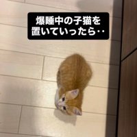 飼い主の足元に座る子猫