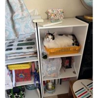 棚の中にいる猫