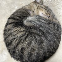 手足をお腹にしまって丸まる猫